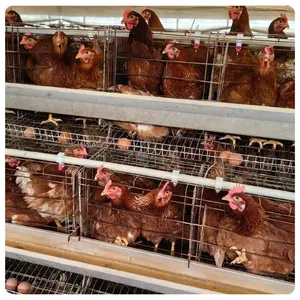 Sistema automático de galpão moderno para avicultura tipo gaiola com bateria para ovos e galinhas