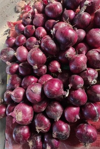 Oignon rouge frais nouvelle récolte, <span class=keywords><strong>prix</strong></span> usine, <span class=keywords><strong>échalote</strong></span> fraîche 3cm à 5cm - Product Image 3