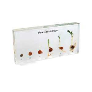 Collection de spécimens botaniques professionnels pour la <span class=keywords><strong>recherche</strong></span> et l'éducation - Product Image 4