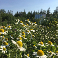 Vente en gros OEM de camomille séchée Fleurs parfumées d'Allemagne apaisantes Minceur de tisane Thé aux herbes Paquet en vrac