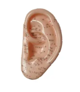अंग्रेजी शैली कान एक्यूपंक्चर मॉडल 23CM के साथ सीई