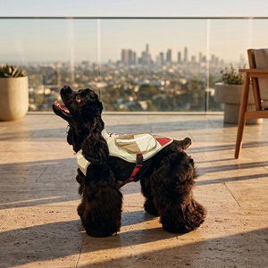 Chaleco Refrigerante de Doble Uso, Seco y Húmedo, para Alivio del Calor, Duradero, Delgado, Ecológico, de Poliéster, para Perros <span class=keywords><strong>Basset</strong></span> <span class=keywords><strong>Hound</strong></span> - Product Image 1