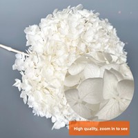 Fleur stabilisée, branche unique d'hortensia Anna, technique de teinture pour une longue durée de vie, pour bouquet de mariage, Noël, Pâques, Fête des Mères