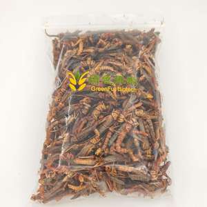 Insecto locustero 100% natural deshidratado, proteína de insectos, alimento para aves, reptiles y pollos, grillo deshidratado - Product Image 6