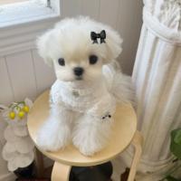 Ensemble de robe de princesse élégante pour chien, jupe à bretelles en dentelle à volants avec broche diamant