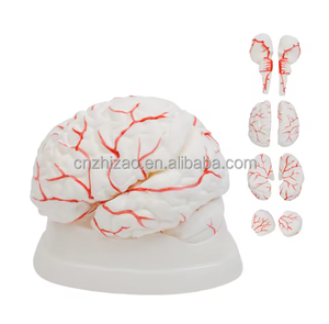 หุ่นจำลองกายวิภาคสมองขนาดเท่าของจริง (8 ส่วน พร้อมฐาน) - แบบจำลองการสอนทางการแพทย์ขั้นสูงทำจาก PVC สำหรับใช้ในโรงเรียนและโรงพยาบาล - Product Image 3