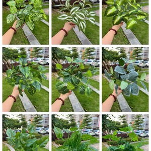 Plantas Artificiales Verdes, Paquete de 5 Ramas, Hojas de Camote, Hojas de Maní, Hojas de Taro para Decoración de <span class=keywords><strong>Bodas</strong></span> - Product Image 3