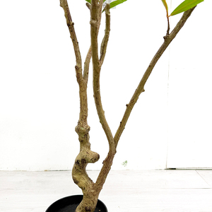 Arbre Bonsaï Artificiel de 120cm avec Paulownia en Plastique Vert Palmier pour Chambre à Coucher Plante de Qualité pour Décoration Intérieure - Product Image 5