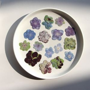 Hortensia <span class=keywords><strong>Macrophylla</strong></span> natural de doble flor, planta real seca y prensada para decoraciones de Navidad o Pascua - Product Image 2