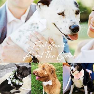 Collar y Correa para Cachorro con Lazo de Terciopelo Personalizado, Diseño Sólido y Hebilla Metálica con Nombre Grabado - Product Image 6