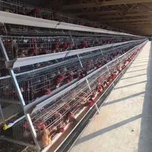 Geflügel zucht ausrüstung Feuer verzinkte A-Typ 3 Ebenen 1 Tag alte Baby Layer Chicks Chicken Brooding Cage zum Verkauf