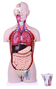 Modello Anatomico Elettrico <span class=keywords><strong>del</strong></span> Battito Cardiaco e della Circolazione Sanguigna in Metallo per <span class=keywords><strong>l</strong></span>'<span class=keywords><strong>Educazione</strong></span> Medica - Product Image 3