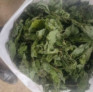 KAIYANGE Feuilles de marrue entières séchées naturellement à la machine, <span class=keywords><strong>tisane</strong></span> sans additifs, biologique, vente en gros, approvisionnement direct, meilleurs extraits botaniques - Product Image 6