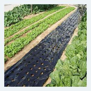 Film de paillage agricole CENPLAS, type extrusion, style moulage en rouleau, film de paillage plastique du Vietnam avec service OEM - Product Image 1