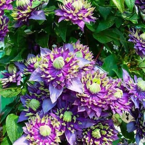 Variété de vigne de clématite originale, facile à cultiver, pour la décoration des jardins fleuris et l'aménagement extérieur - Product Image 3
