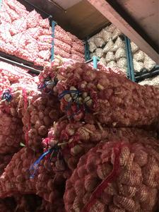 กระเทียมปอกเปลือกขายดี 80 กรัม+ บรรจุภัณฑ์เก็บได้ 1 ปี กระเทียมขาวบริสุทธิ์จากซานตง ได้รับการรับรองมาตรฐาน HACCP ขนาด 5 ซม. - Product Image 4