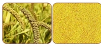 Nouvelle machine automatique de broyage et de broyage du riz Machine de séparation automatique et de décapage des grains Enlèvement de la pierre et Im
