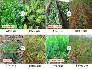 <span class=keywords><strong>Engrais</strong></span> liquide et en poudre à base d'acide humique, conditionneur de sol organique haute performance <span class=keywords><strong>pour</strong></span> l'agriculture - Product Image 3