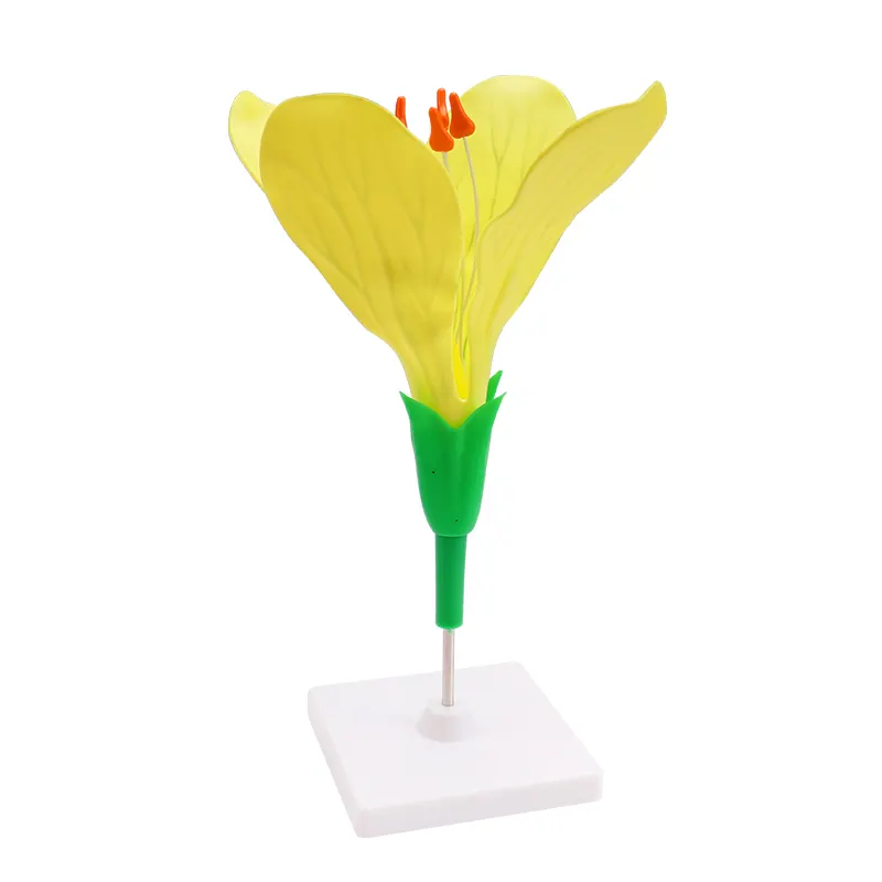 생물학 교육 악기 플라스틱 콜 꽃 모델