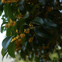 Bom Teh Bunga Mekar Rasa Osmanthus Daun Kecil Pohon Kuno Xishan Wangi Kaya 100% Buatan Tangan Bersertifikat ISO 1kg Kemasan Besar
