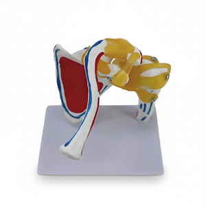 Modelo de Esqueleto de Articulación del <span class=keywords><strong>Hombro</strong></span> a Tamaño Real, Herramienta de Enseñanza de Anatomía de <span class=keywords><strong>Huesos</strong></span> y Músculos para Simulador de Entrenamiento Médico - Product Image 5