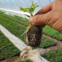50 mm de terreau de coco compressé, terreau organique expansible en fibres de coco