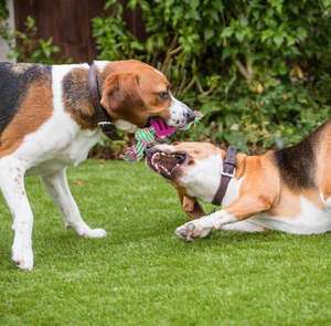 Mainan Interaktif Gigitan Tali Anjing, Mainan Anak Anjing Tangguh untuk Anjing Kecil Sedang, Mainan <span class=keywords><strong>Tug</strong></span> Perang Membersihkan Gigi - Product Image 5