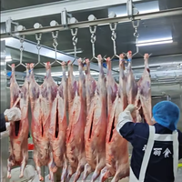 Ligne d'abattage clé en main pour moutons et chèvres, équipement moderne d'abattoir pour la transformation de la viande