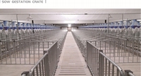 Enclos à porcs galvanisé de haute qualité, box de gestation pour porcs, équipement de clôture durable pour élevage porcin