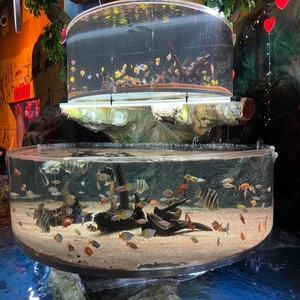 Grande acquario acquario quadrato 50mm 80mm in plastica acquario acquario acquario a parete - Product Image 1