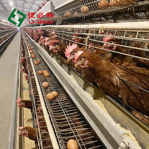 Nouvelles Cages à Poulets de Conception Élevage Avicole Poules Pondeuses/Cages à Poulets de Chair <span class=keywords><strong>pour</strong></span> l'Élevage de Volailles - Product Image 6