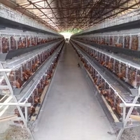 Cage de pondeuses 1000 poulets ferme avicole batterie Cages pour volaille poulet pondeuse poule oeuf un Type couche poulet cage élevage