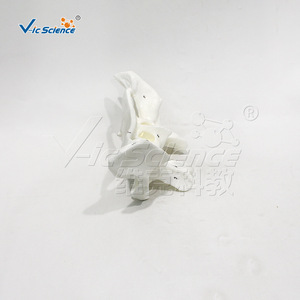Modèle agrandi de la clavicule humaine, modèle anatomique, démonstration pédagogique biologique, modèle pédagogique médical orthopédique - Product Image 1