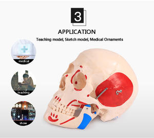 Modèle <span class=keywords><strong>de</strong></span> crâne naturel avec muscles colorés en PVC, modèle anatomique pour l'enseignement scolaire - Product Image 6