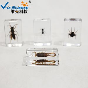 Ressource pédagogique de spécimen d'insecte de mosaïque de résine pour l'éducation de <span class=keywords><strong>biologie</strong></span> et la collection de spécimens d'animaux - Product Image 4
