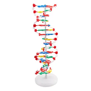 نموذج هيكل DNA ذو حلزون مزدوج أداة تعليمية لتعلم علم الوراثة البيولوجي