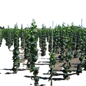 เสาไฟเบอร์กลาสสำหรับปลูกต้นไม้สำหรับสถานรับเลี้ยงเด็ก - Product Image 6