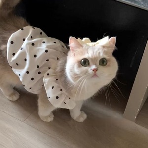 Pet Spring/Summer Thin Polka Dot Sundress, Korean Style, Simple <b>Cat</b> <b>Clothes</b>, Anti-Shedding, for Bichon Frises and Teddy Bears - Product Image 4
