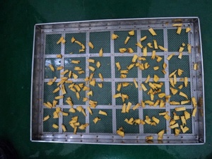 Máquina Secadora Industrial de Nuez de Areca / Máquina para Secar Nueces / Máquina para Secar Frutos Secos - Product Image 5