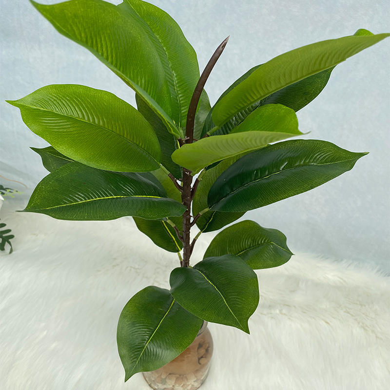 Green rubber tree