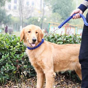 Groothandel Hoge Kwaliteit Lage Prijs Hond Choke Ketting Kraag - Product Image 4