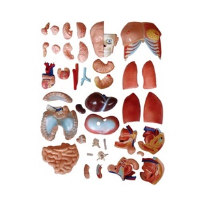 XC-208 модель туловища человека 85 см двойной Секс туловище 40 частей - Product Image 5