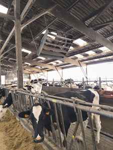 พัดลมระบายอากาศอุตสาหกรรมเชิงพาณิชย์สำหรับฟาร์มโคนม โบนาวินด์ ขนาด 72 นิ้ว พร้อมมอเตอร์ EC พัดลมระบายความร้อน - Product Image 6