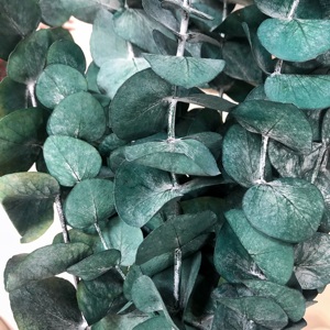 Fleurs en gros <span class=keywords><strong>d</strong></span>'usine Offre Spéciale <span class=keywords><strong>fleur</strong></span> <span class=keywords><strong>d</strong></span>'<span class=keywords><strong>eucalyptus</strong></span> séchée et conservée naturelle pour Arrangement de fleurs à la maison de mariage - Product Image 3