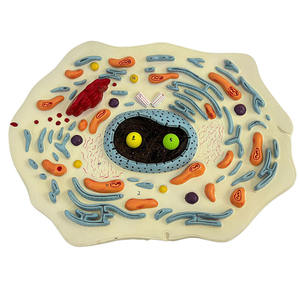 Scientific <strong>Research</strong> Middle School Teaching Plant Cell Model Plant Cell Anatomical Model - Product Image 2