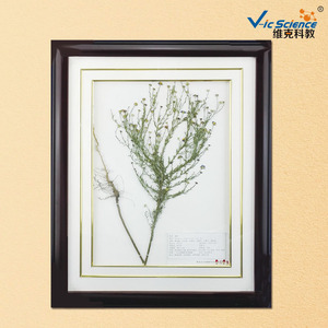 Vic Science & Education <b>Plant</b> Herbarium Specimens, Beautifully <b>Framed</b> for Exhibition and Collection, Biology Teaching - Product Image 4