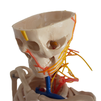 Modèle de squelette anatomique humain demi-taille modèle en plastique de science médicale avec des os détaillés pour l'éducation et la formation