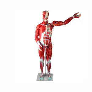 Human Whole Body Manikin Organ Lehr modell, Anatomisches Anatomie modell der Muskel dissektion des menschlichen Körpers mit inneren Organen