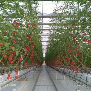 Grand système hydroponique Venlo Glass Green House Invernadero pour <span class=keywords><strong>tomates</strong></span>, laitues, <span class=keywords><strong>serres</strong></span> agricoles aquaponiques Smart Farm - Product Image 4