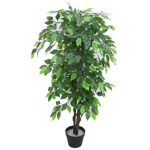 Trong Nhà Lụa Ficus/<span class=keywords><strong>Benjamin</strong></span> Tree - Product Image 2
